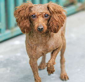 給貴賓犬剃毛的四大注意點